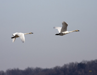 Trumpeter Swans 6814